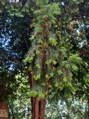 Taxus baccata