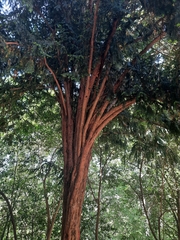 Taxus baccata