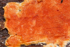 Gloeoporellus merulinus