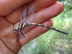 Cordulegaster bilineata