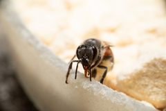 Apis florea