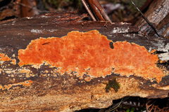 Gloeoporellus merulinus