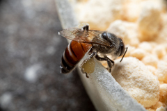 Apis florea