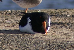 Haematopus ostralegus