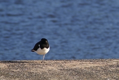 Haematopus ostralegus