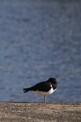 Haematopus ostralegus
