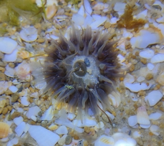 Anthopleura biscayensis