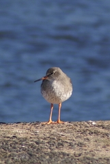 Tringa totanus
