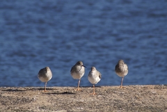 Tringa totanus
