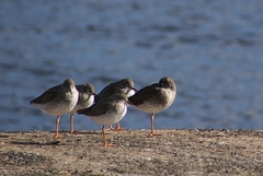 Tringa totanus