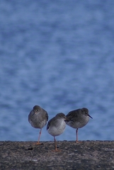 Tringa totanus