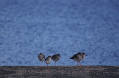 Tringa totanus