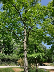 Liquidambar styraciflua