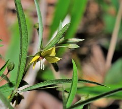 Lysimachia lanceolata