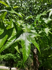 Liquidambar styraciflua
