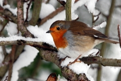 Erithacus rubecula