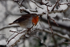 Erithacus rubecula