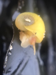 Littorina obtusata