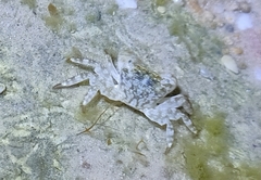 Pachygrapsus transversus