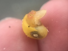 Littorina obtusata