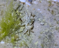 Pachygrapsus transversus