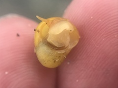 Littorina obtusata