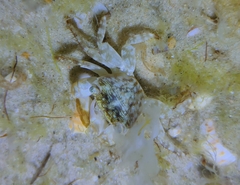 Pachygrapsus transversus