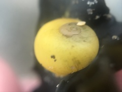 Littorina obtusata
