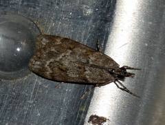Scoparia ambigualis