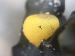 Littorina obtusata
