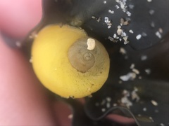 Littorina obtusata