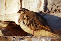 Alectoris