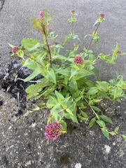 Centranthus ruber