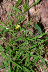 Lysimachia lanceolata