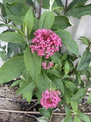 Centranthus ruber