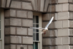 Chroicocephalus ridibundus