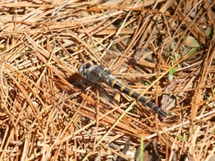 Williamsonia lintneri