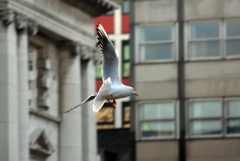 Chroicocephalus ridibundus