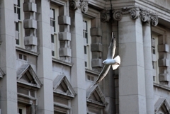 Chroicocephalus ridibundus