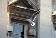 Chroicocephalus ridibundus