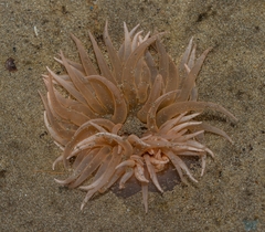 Paracondylactis sinensis