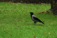 Corvus cornix
