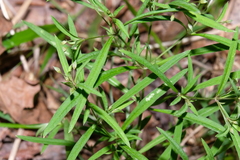 Lysimachia lanceolata
