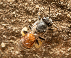 Apis florea