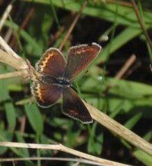 Polyommatus icarus