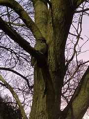 Podargus strigoides strigoides