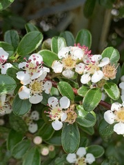 Cotoneaster × suecicus