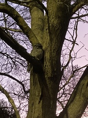 Podargus strigoides strigoides