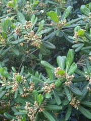 Pittosporum tobira