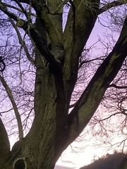 Podargus strigoides strigoides